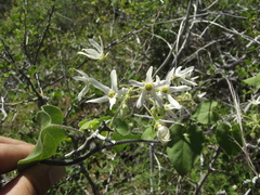 Polystemma cordifolium