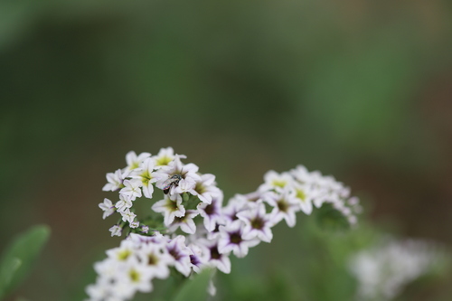 iNaturalist observation photo of Heliotrope Fairy Bee