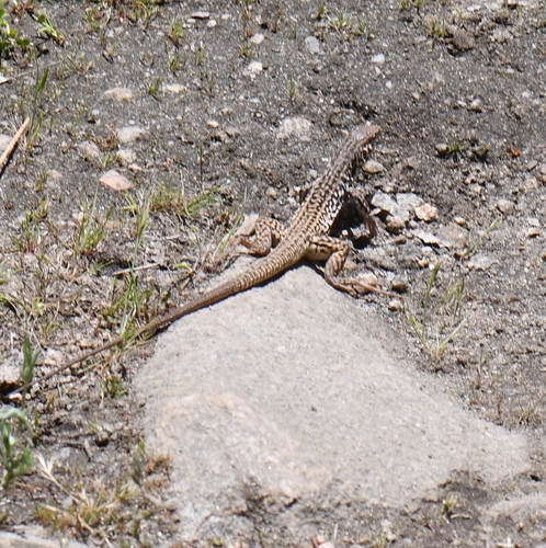 iNaturalist observation photo of Western Whiptail