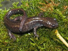 Ambystoma macrodactylum macrodactylum