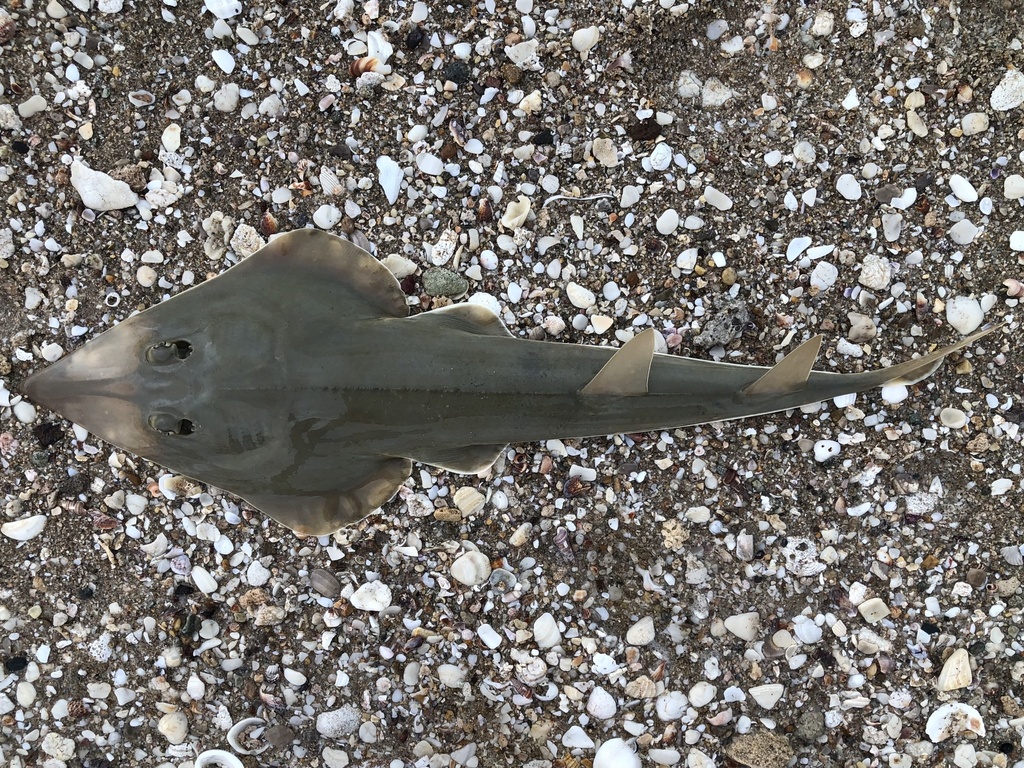 Spadenose Guitarfish