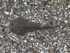 Spadenose Guitarfish photo 1
