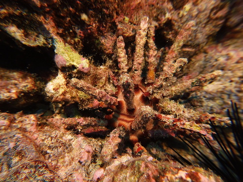 Chondrocidaris gigantea observed 2025-05-14