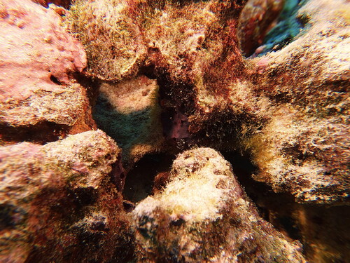 Chelonaplysilla violacea, 2025-05-14