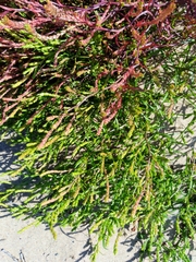 Corispermum intermedium