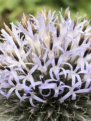 Echinops exaltatus