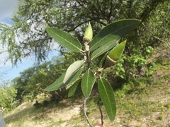 Quercus brandegeei