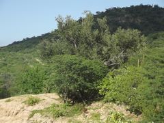 Quercus brandegeei