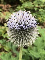 Echinops exaltatus