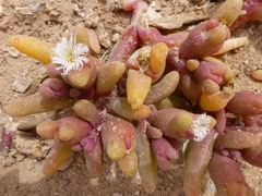 Mesembryanthemoideae