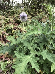 Echinops exaltatus