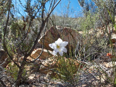 Gladiolus inflatus