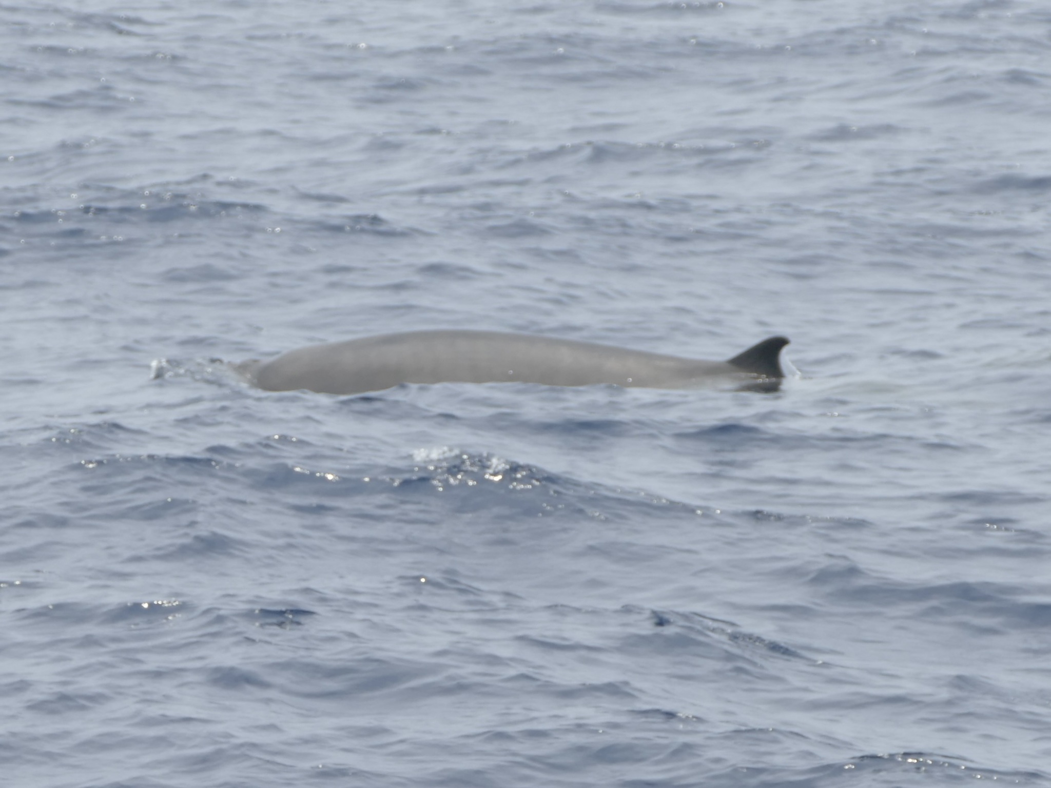 Mesoplodon europaeus