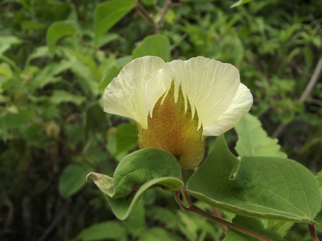 Davidson's Cotton