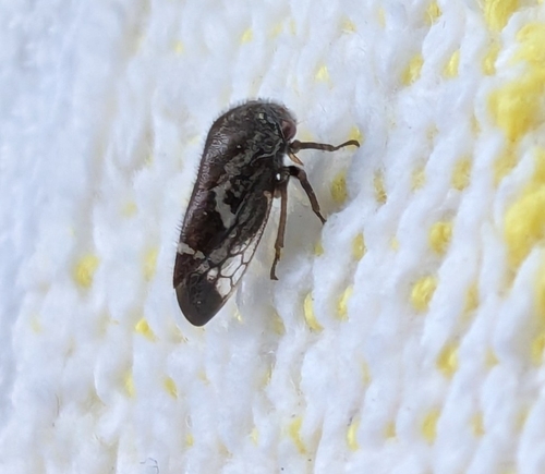 Ophiderma pubescens photo 4