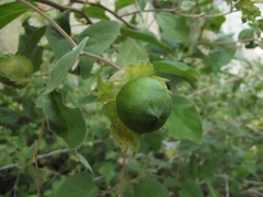 Gossypium davidsonii