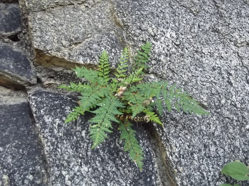 Lemmon's Cloak Fern
