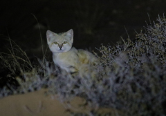 Sand Cat photo 3