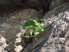 Talinum sonorae