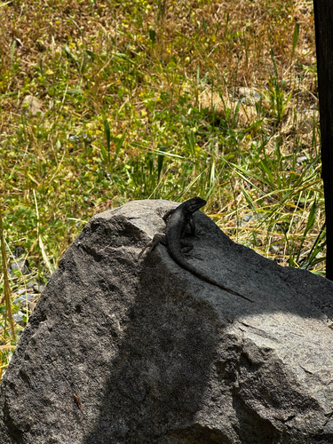 iNaturalist observation photo of Western Fence Lizard