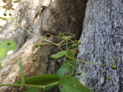 Talinum sonorae