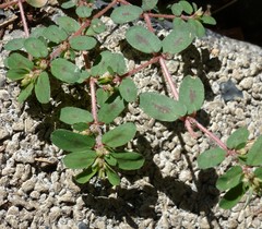 Euphorbia maculata