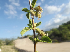 Lippia palmeri