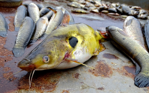 Sun catfish (Horabagrus brachysoma) — Bagridae — 2