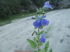 Salvia similis