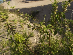 Lippia palmeri