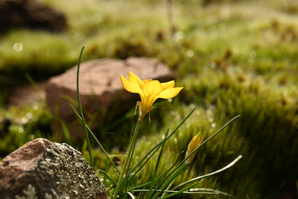 Nothoscordum