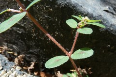 Euphorbia maculata