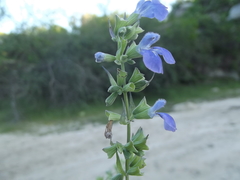 Salvia similis