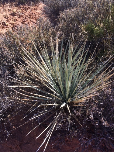 Yucca angustissima