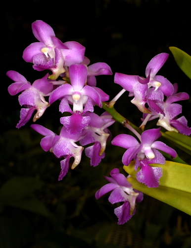Aerides crassifolia
