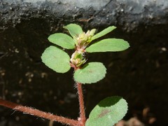 Euphorbia maculata