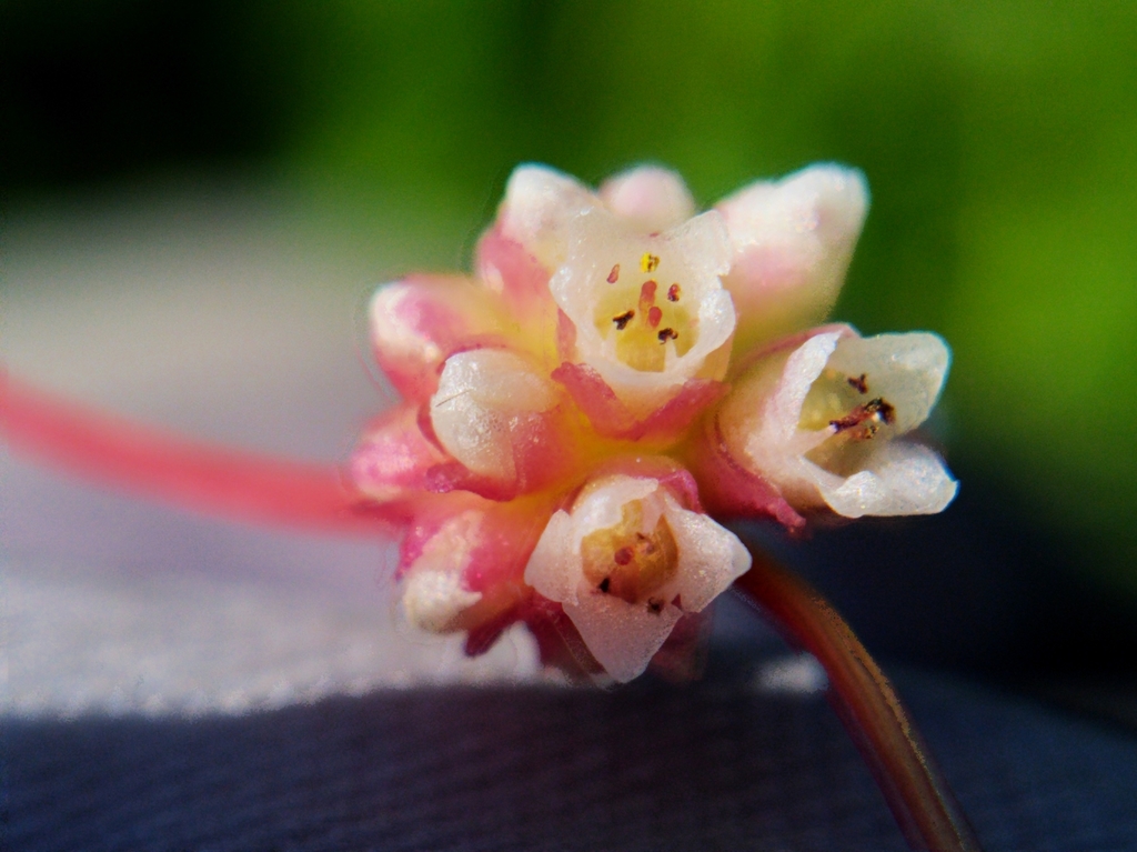 Cuscuta subgen. Cuscuta