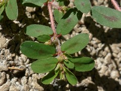 Euphorbia maculata
