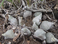 Ariocarpus retusus retusus