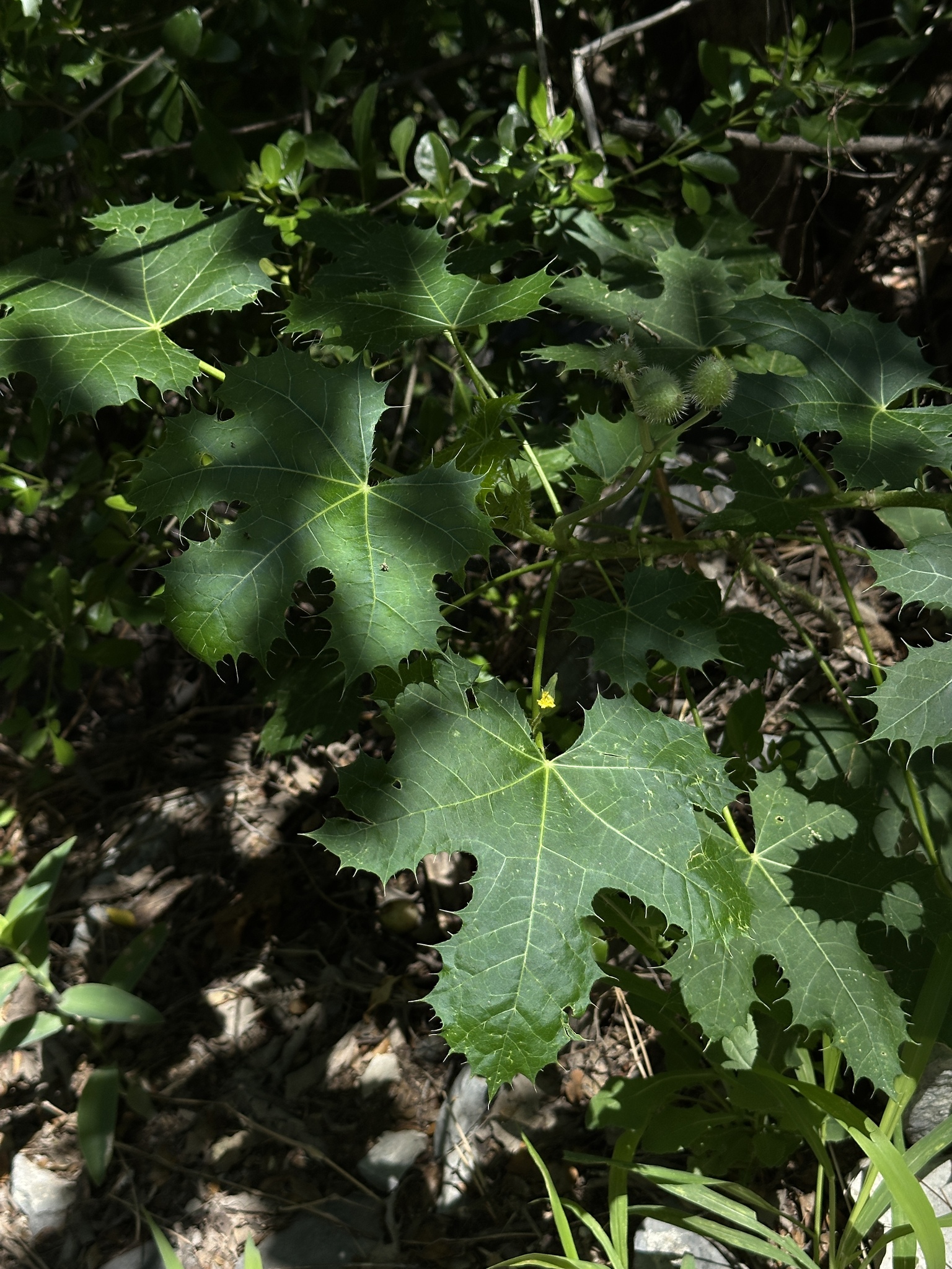 Foto de Cnidoscolus multilobus (Pax) I.M.Johnst.