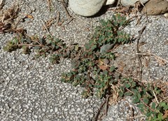Euphorbia maculata