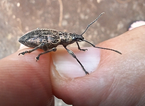 Rhyncogonus observed 2025-06-01