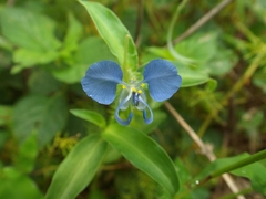 Commelina forskaolii