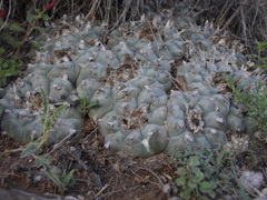 Lophophora williamsii