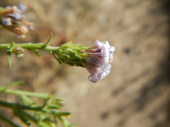 Symphyotrichum campestre