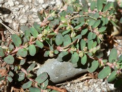 Euphorbia maculata