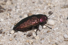 Buprestis adjecta