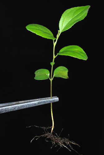 Dygioji šunobelė nuotrauka