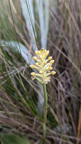Cranichis ciliata, photograph 3