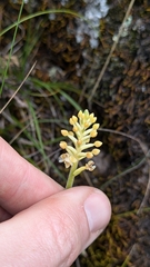 Cranichis ciliata, photograph (c) Thibaud Aronson, some rights reserved (CC BY-SA)